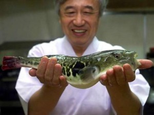 Fugu - Blowfish