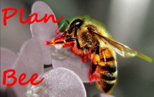 Plan Bee*