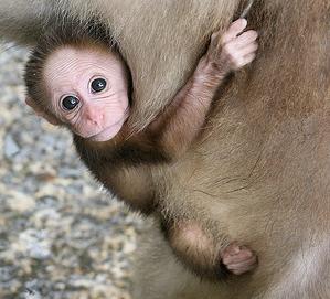 This baby monkey has nothing to do with workers' compensation at all.
